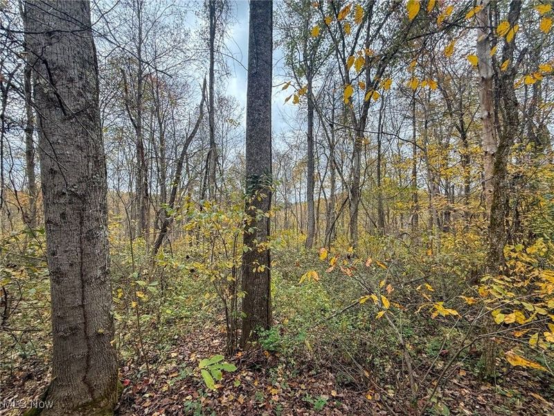 Pearl Wood Rd, Albany, OH 45710 Photo 11