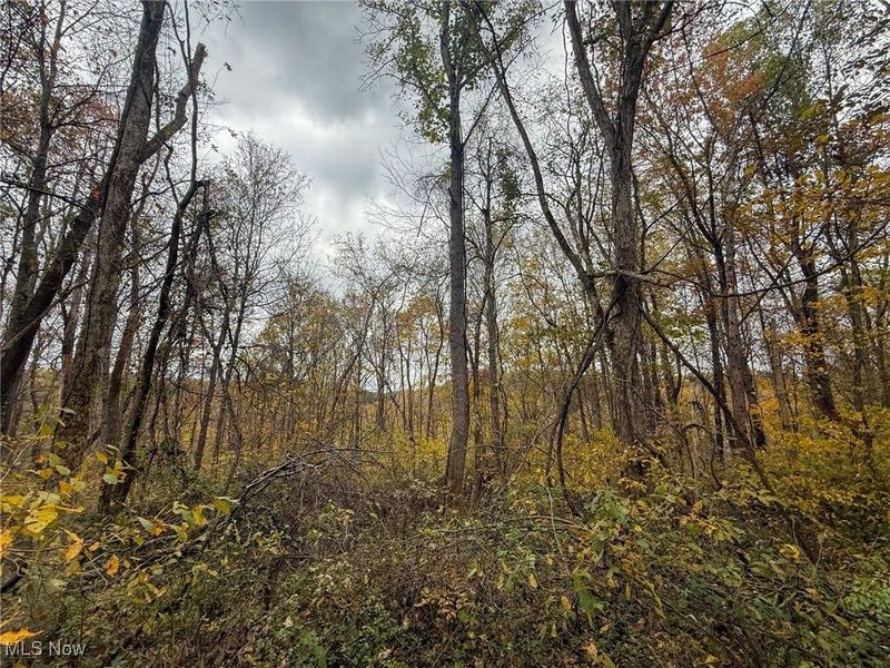 Pearl Wood Rd, Albany, OH 45710 Photo 12