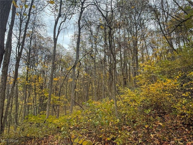 Pearl Wood Rd, Albany, OH 45710 Photo 17