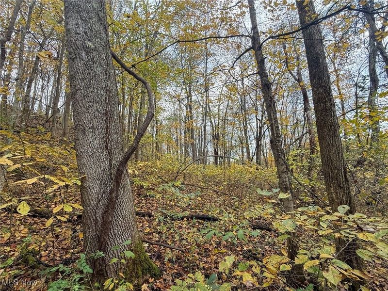 Pearl Wood Rd, Albany, OH 45710 Photo 20