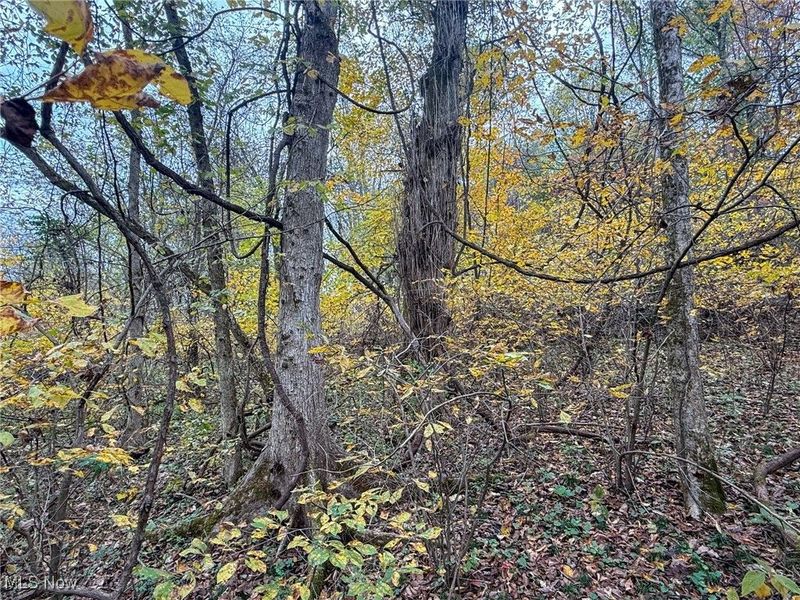 Pearl Wood Rd, Albany, OH 45710 Photo 8