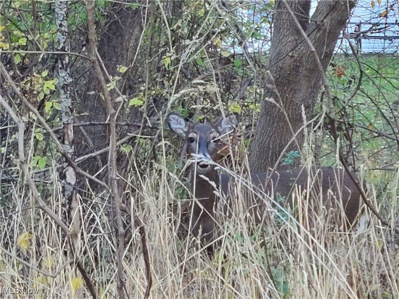 6318 First Avenue, Kent, OH 44240 Photo 3