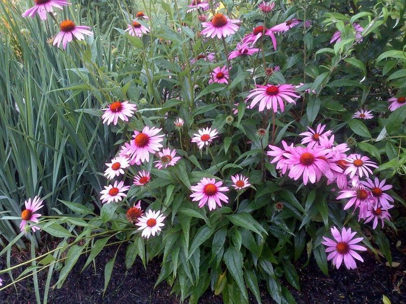 854 S Section Line Road, Delaware, OH 43015 Photo 57