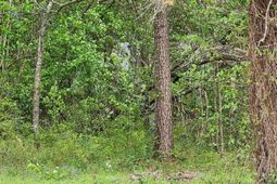 9387 Old Number Six Highway photo 4