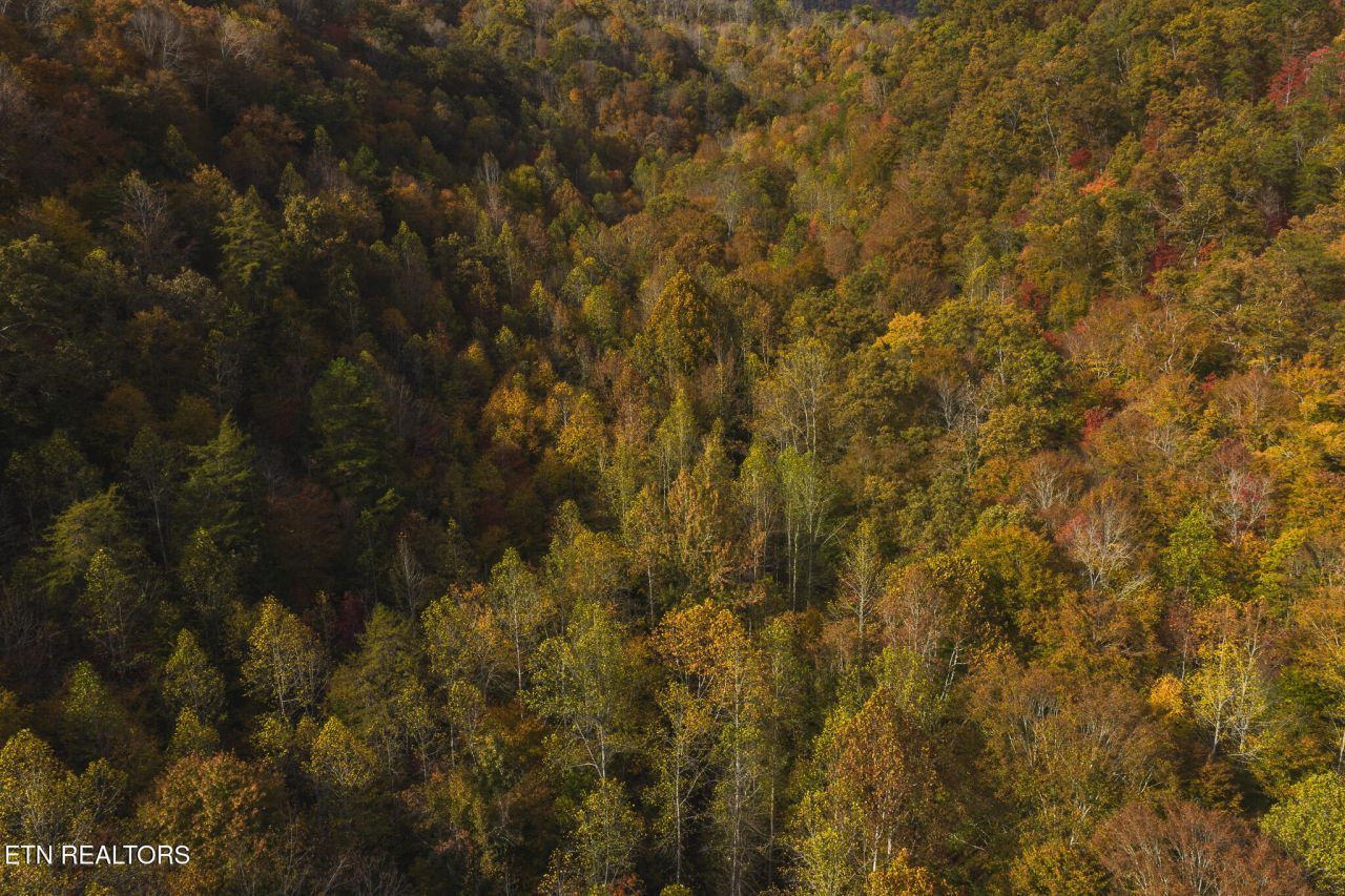 0 Livesay Chapel Rd, Kyles Ford, TN 37765 Main Photo