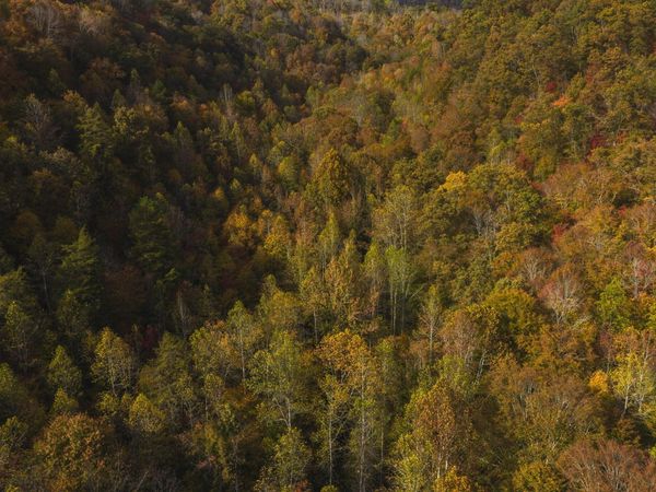 0 Livesay Chapel Road, Kyles Ford, TN 37765