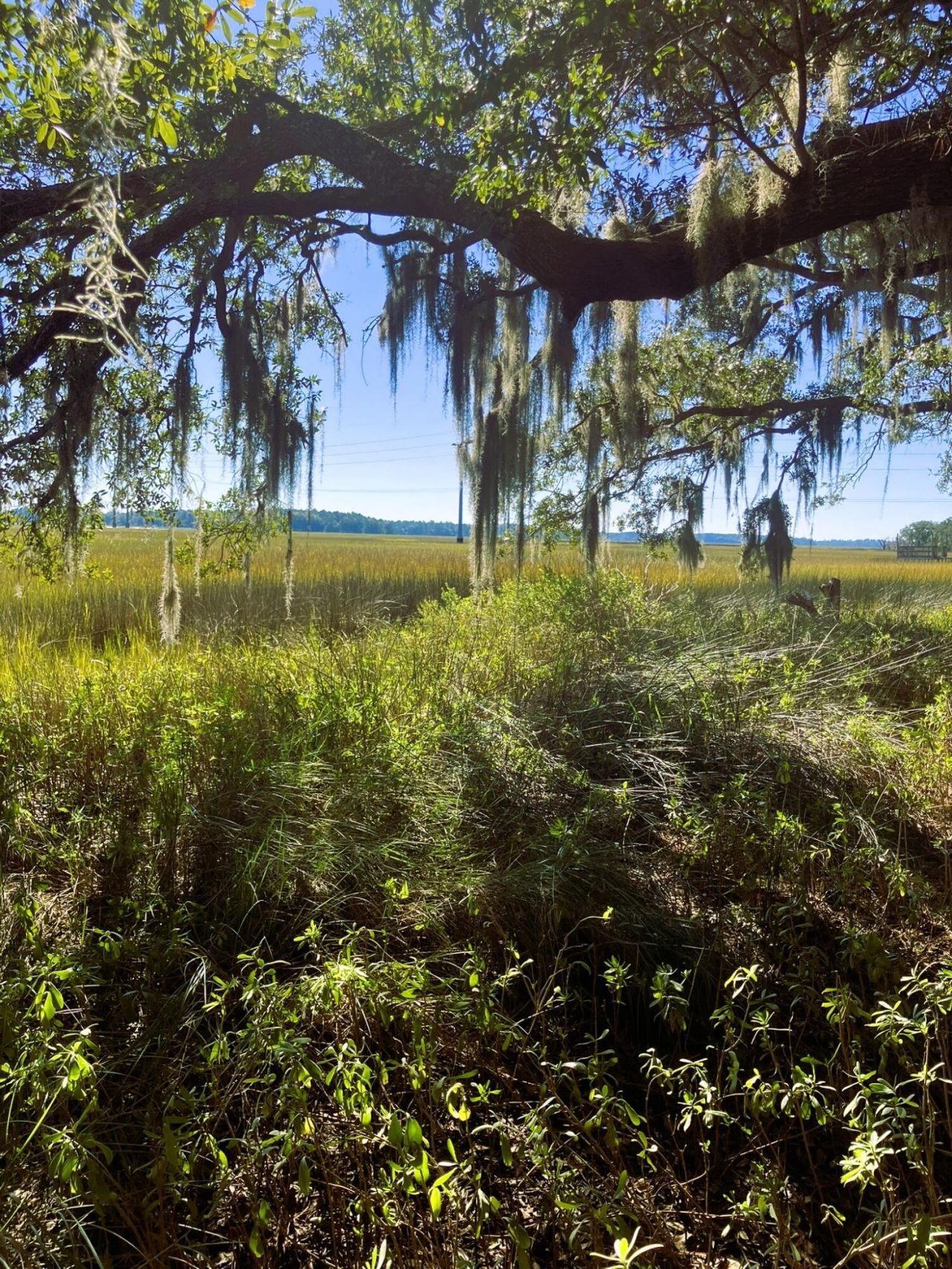 481 Paige Point Photo 11