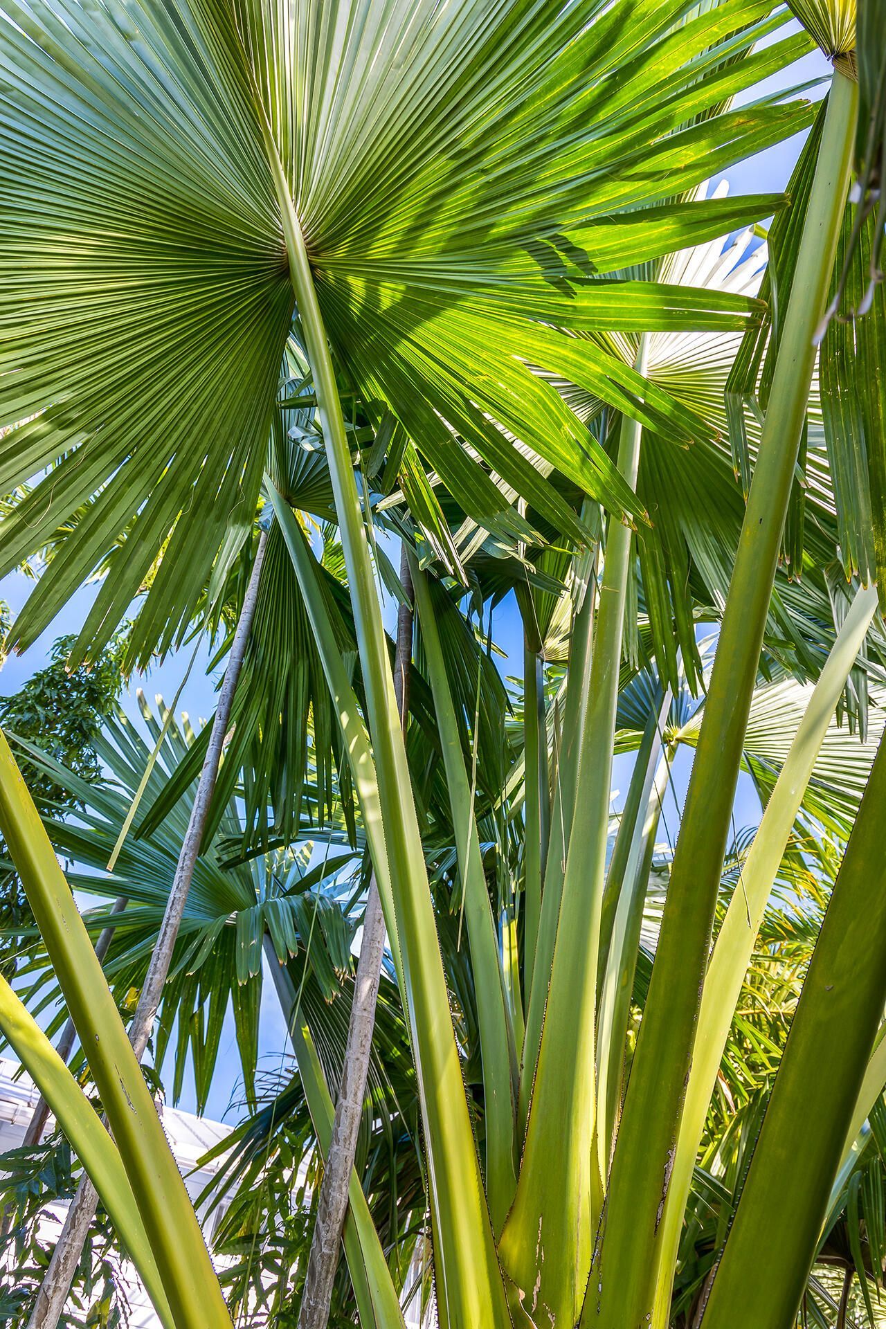 1014 Southard Street, Key West, FL 33040 Photo