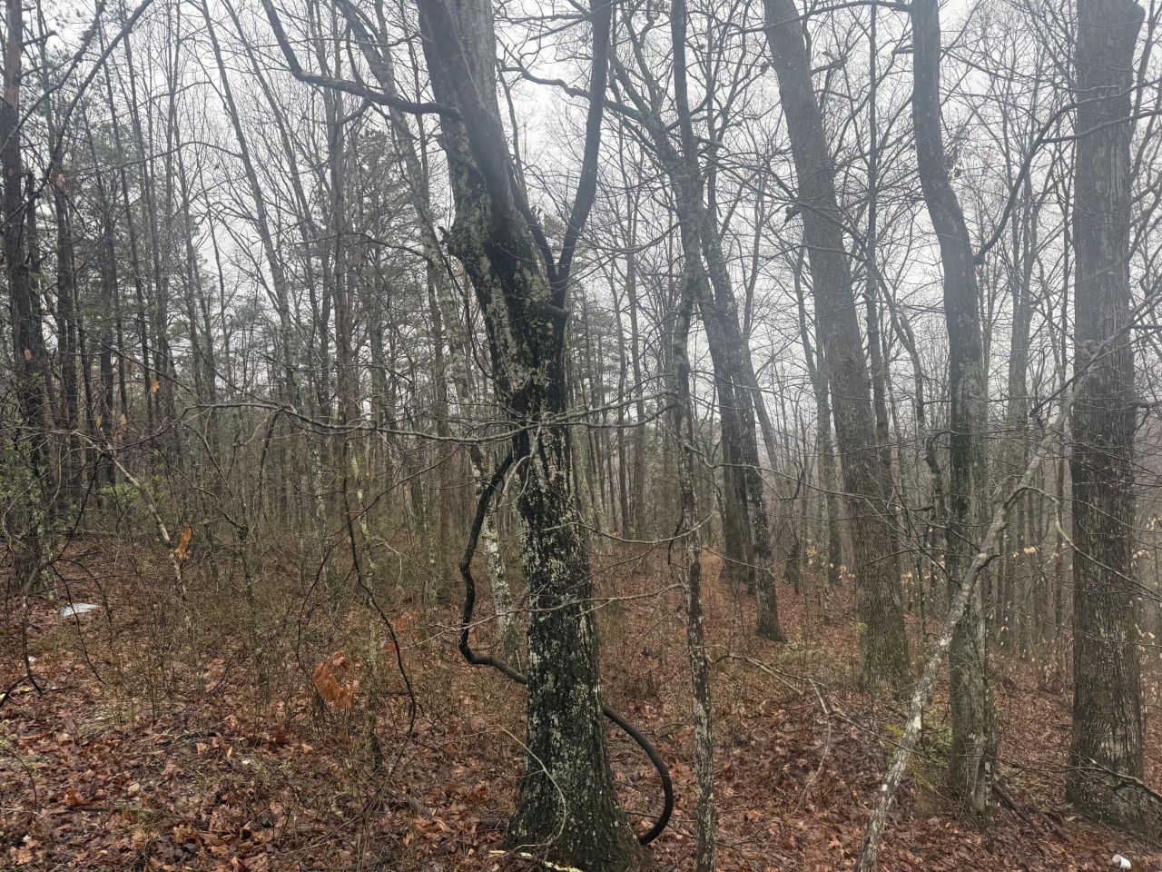 91 Acres Land Cains Creek Road, Sandy Hook, KY 41171