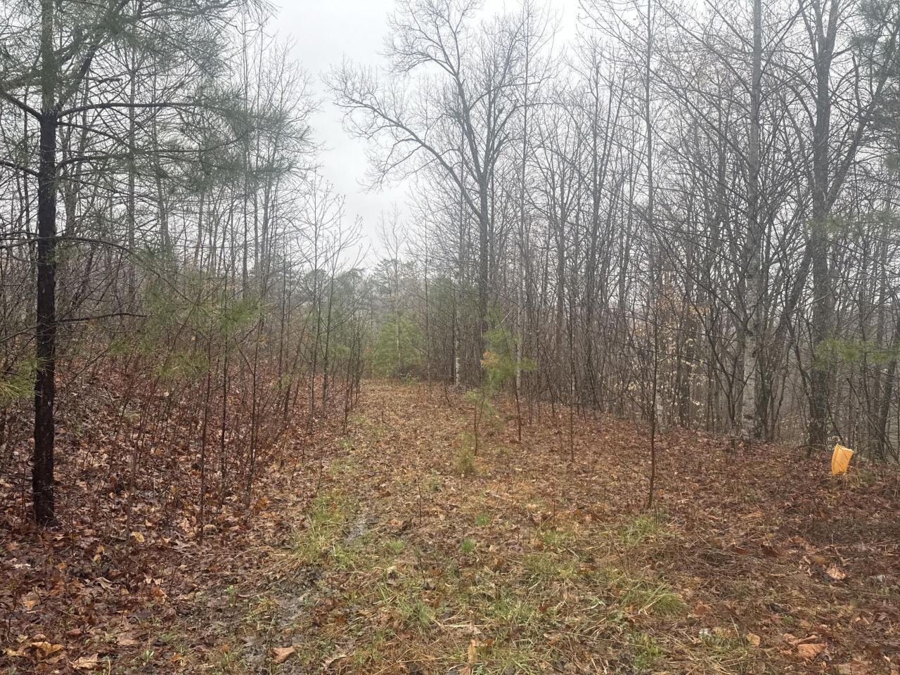 91 Acres Land Cains Creek Road, Sandy Hook, KY 41171 Main Photo