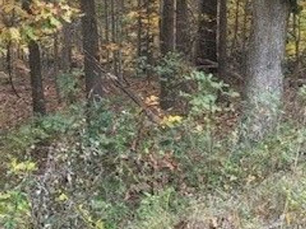 TBD Porlock Lane, Bella Vista, AR 72715