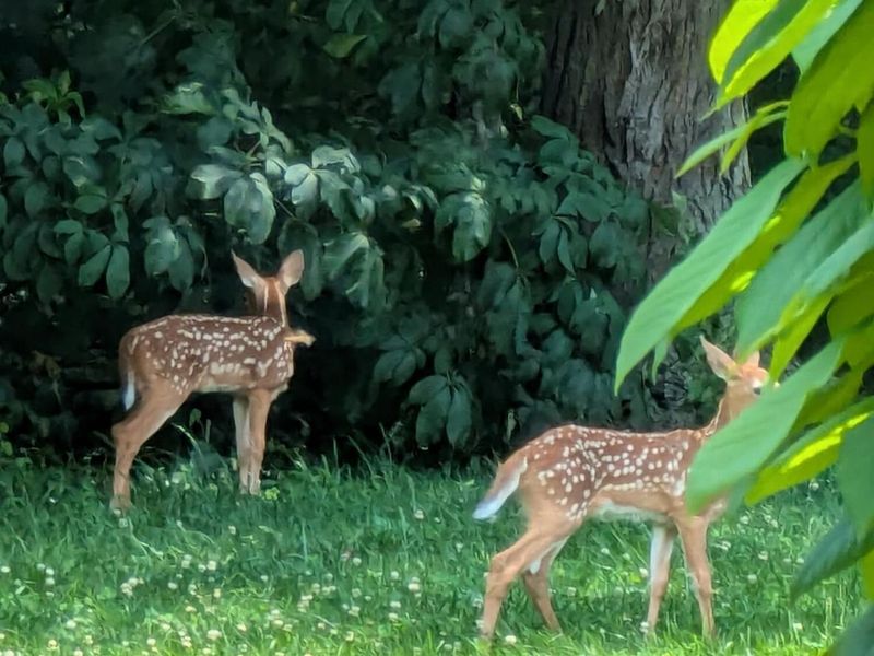 4172 Junior Furnace Powellsville Road, Franklin Furnace, OH 45629 Photo 65