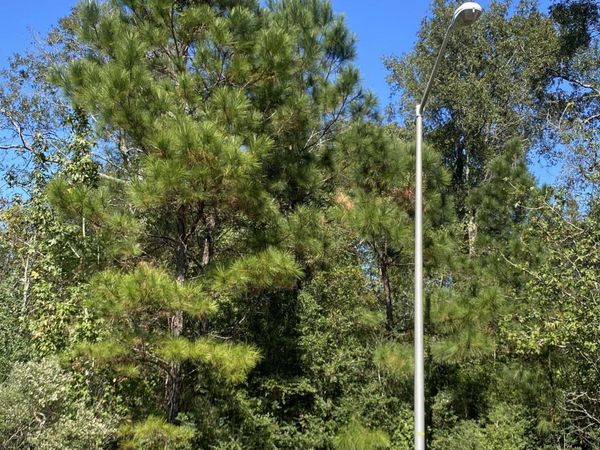 E Robinwood Dr, Moss Bluff, LA 70611
