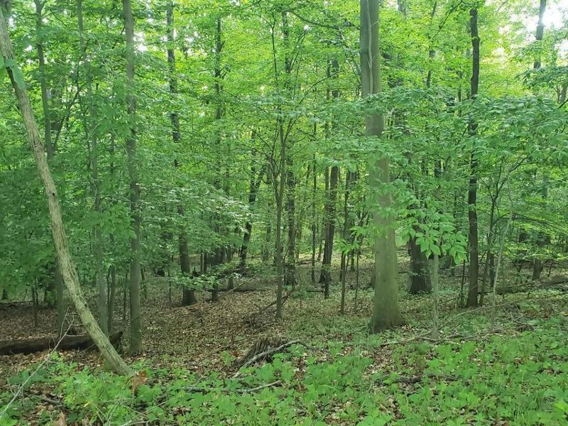 0 Mulberry Road, Mount Perry, OH 43760 Photo 13