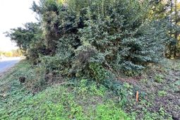 1704 Smith Street  photo 4