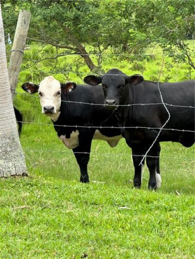 16000 Bay Pointe Blvd, Unit 306, North Fort Myers, FL 33917 Photo