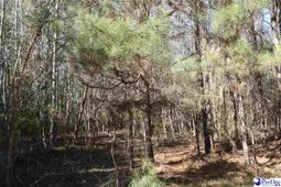 Tbd Bazen Lane photo 4