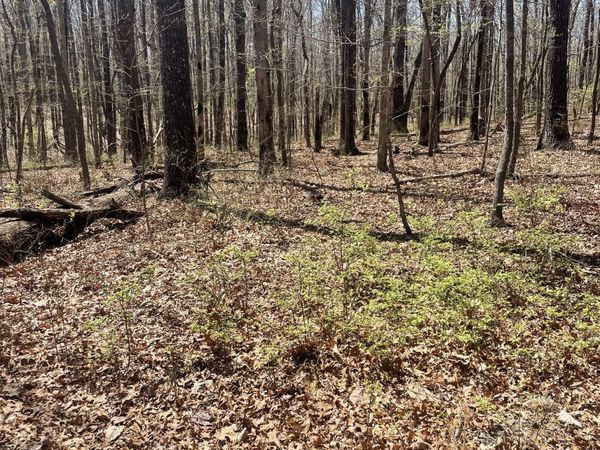 0 Deep Woods Rd, Sewanee, TN 37375