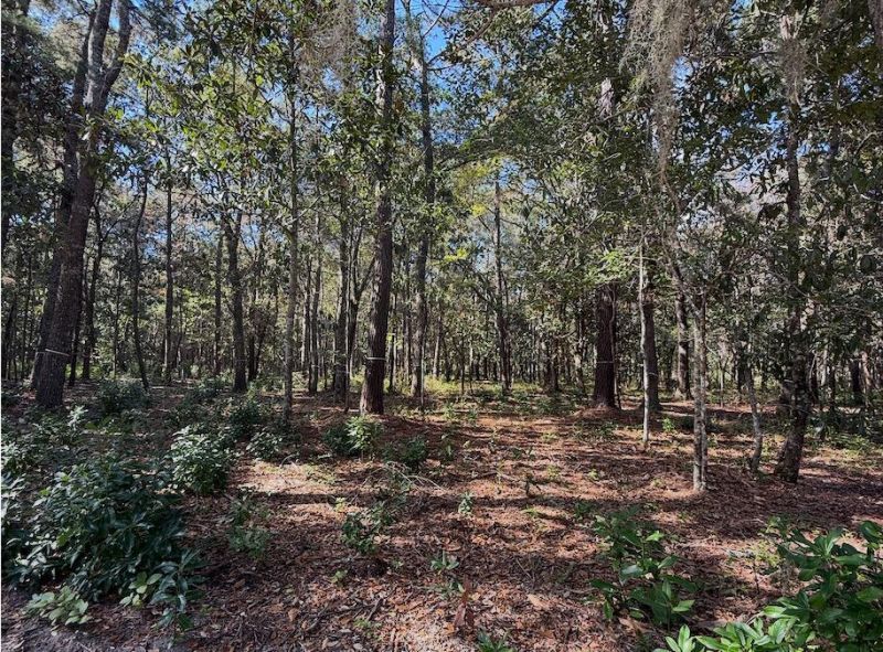 3934 Gnarled Oaks Lane Photo 7