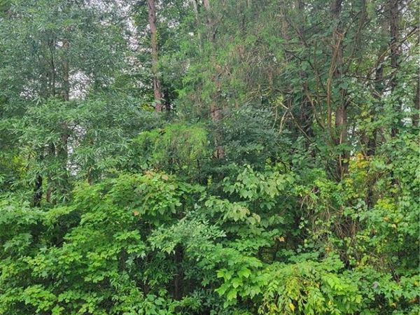 0 Ambridge Drive, Kernersville, NC 27284