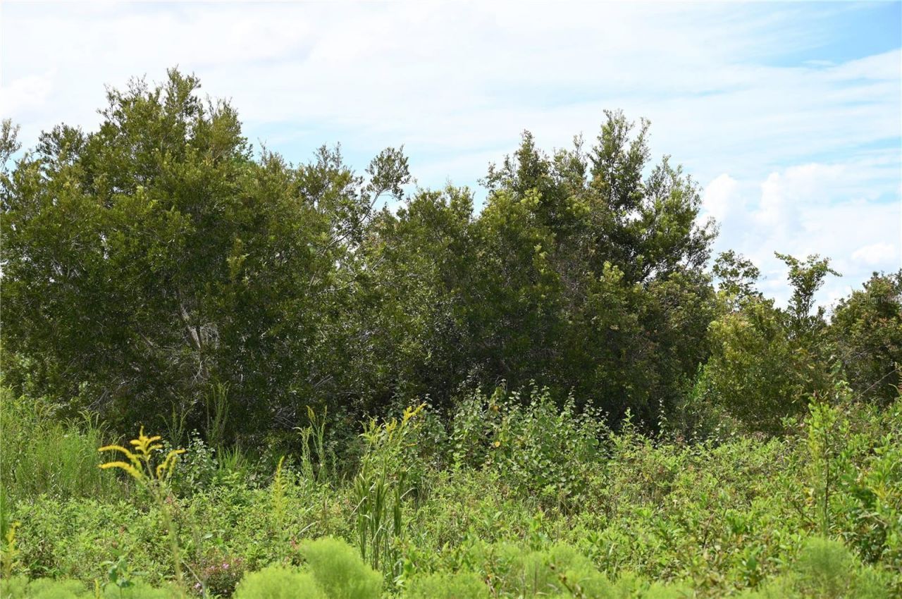 County Line Road E, Fort Meade, FL 33841 Photo