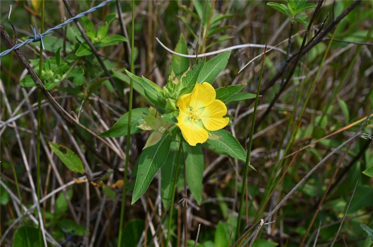County Line Road E, Fort Meade, FL 33841 Photo
