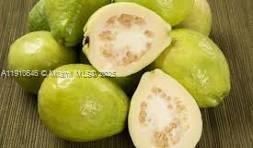 15000 SW 256 St., Homestead, FL 33032 Photo