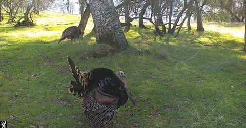 Vaira Ranch, Drytown, CA 95699 Photo