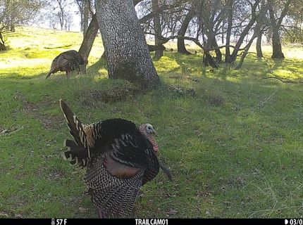 Vaira Ranch, Drytown, CA 95699 Photo