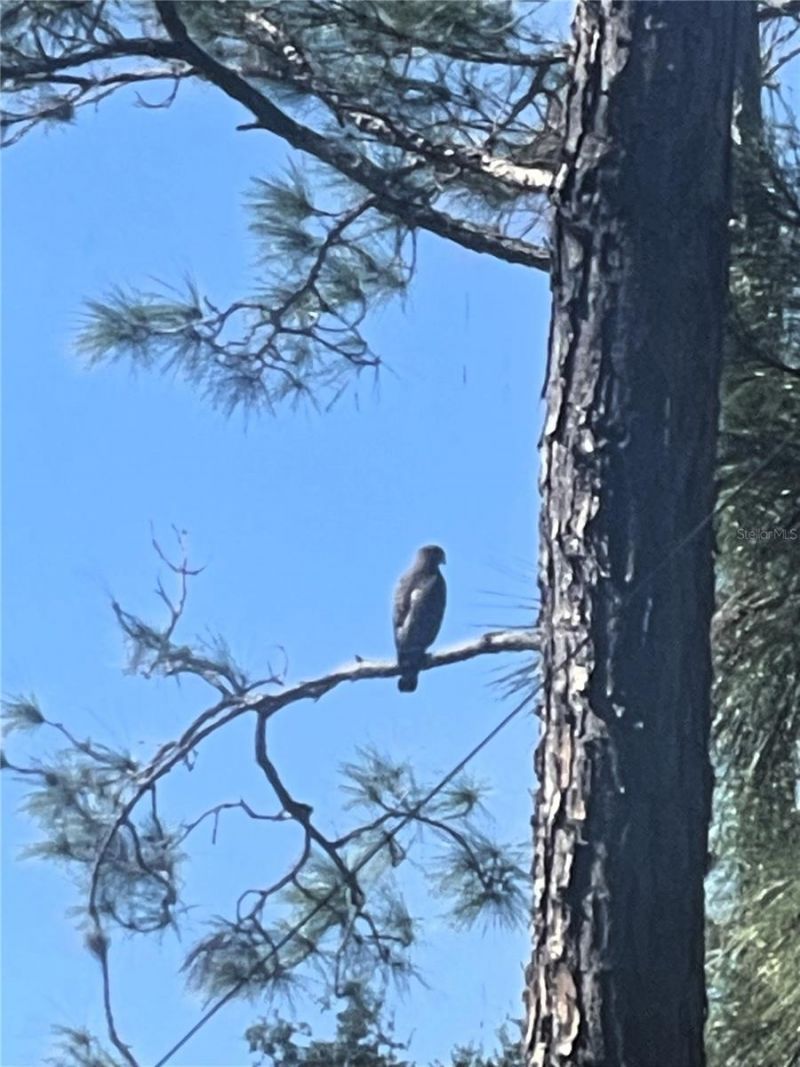 9330 San Jose Boulevard, Howey in the Hills, FL 34737 Photo