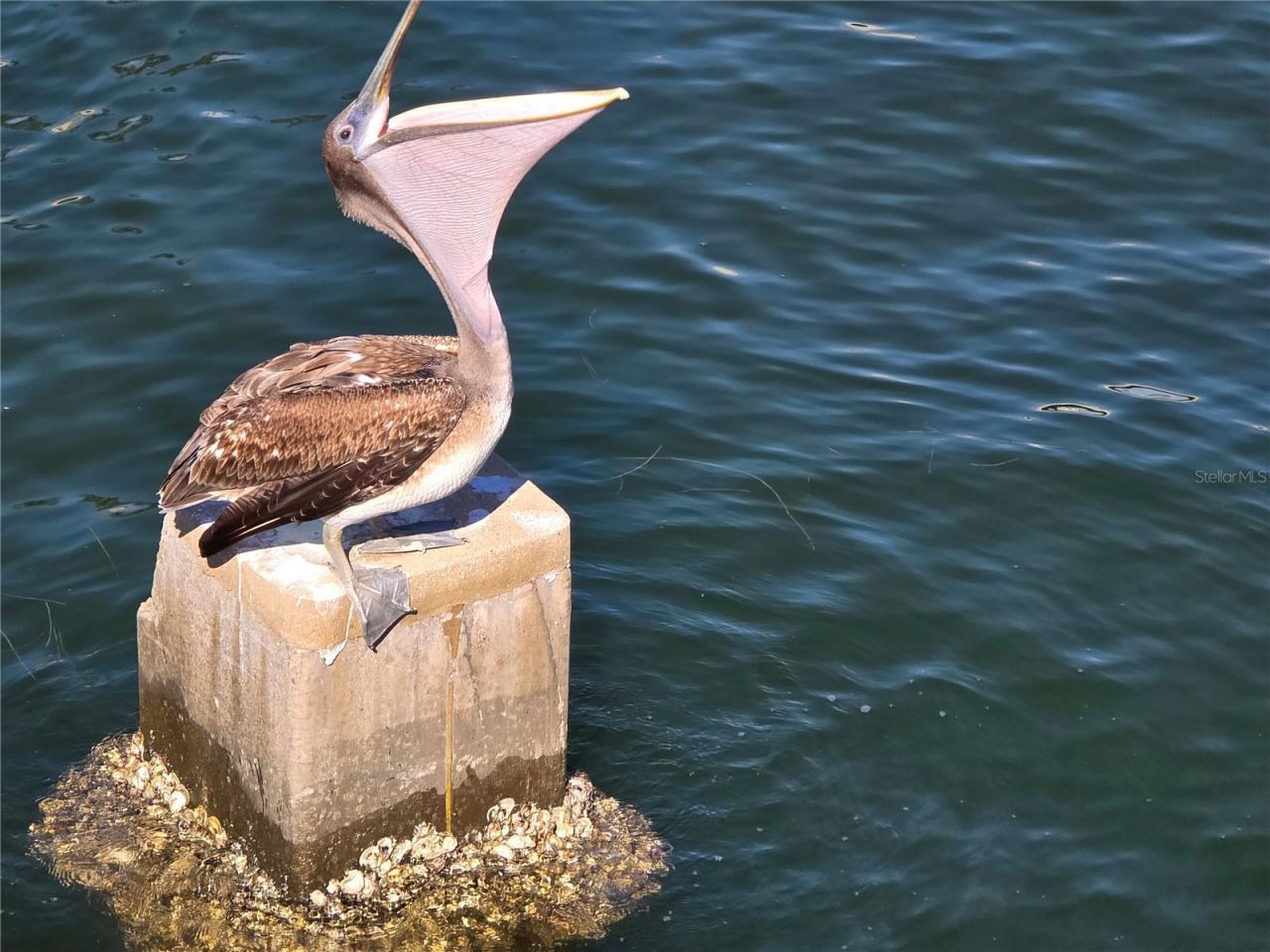 701 42nd Avenue S, Saint Petersburg, FL 33705 Photo