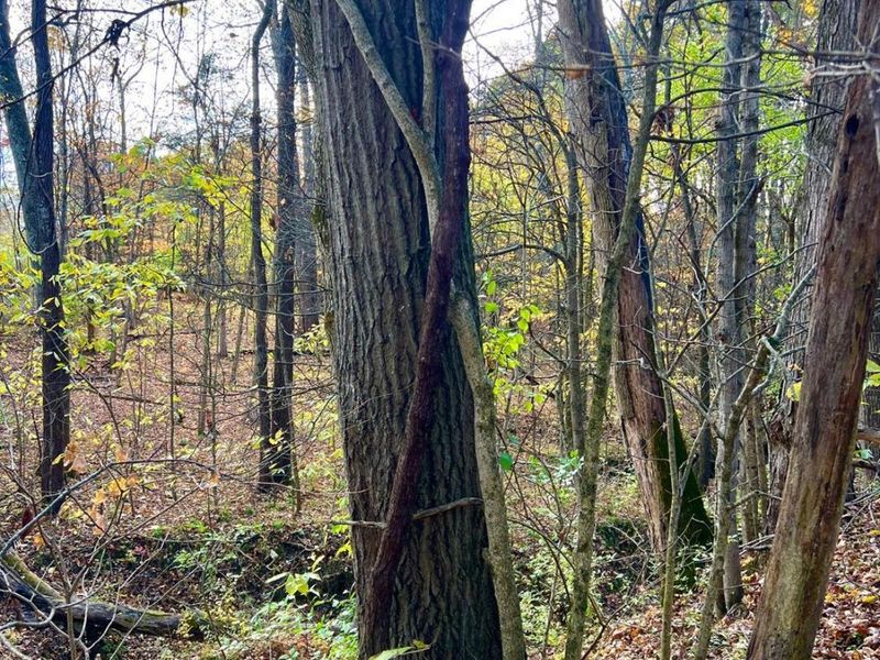 872 Mullen Road, Washington Township, OH 45153 Photo 13