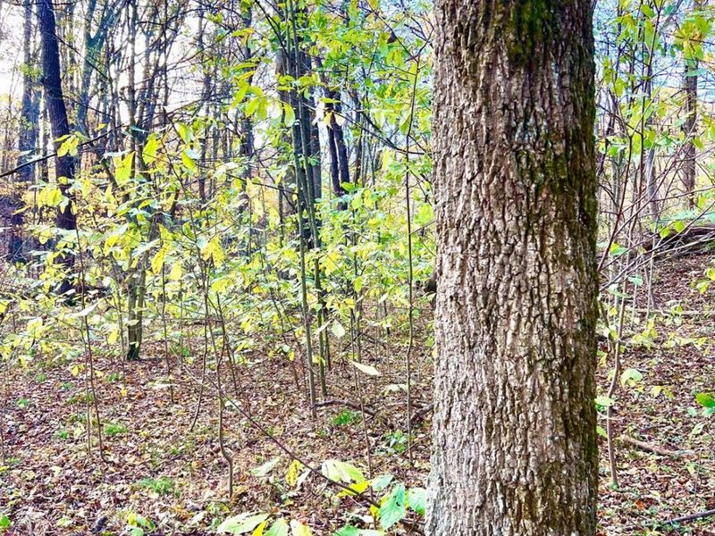 872 Mullen Road, Washington Township, OH 45153 Photo 18