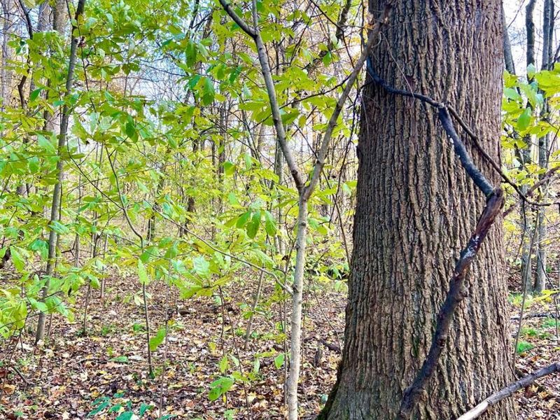 872 Mullen Road, Washington Township, OH 45153 Photo 19