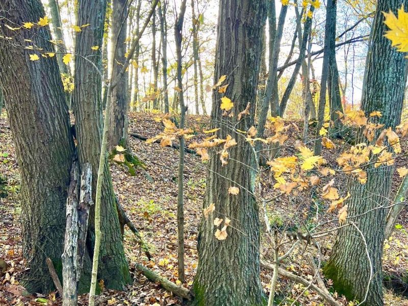 872 Mullen Road, Washington Township, OH 45153 Photo 22