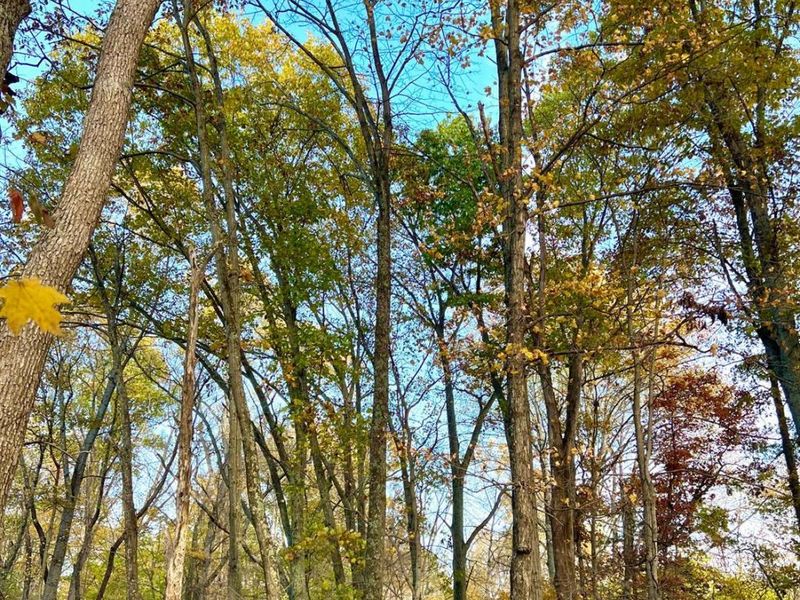 872 Mullen Road, Washington Township, OH 45153 Photo 26