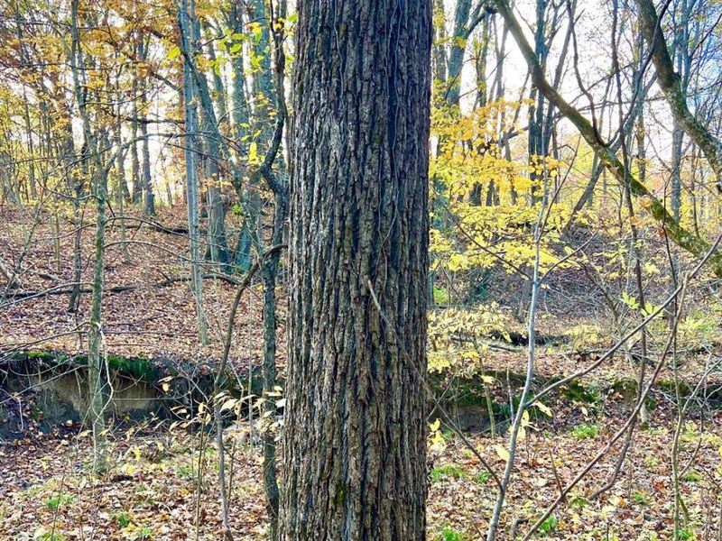 872 Mullen Road, Washington Township, OH 45153 Photo 3