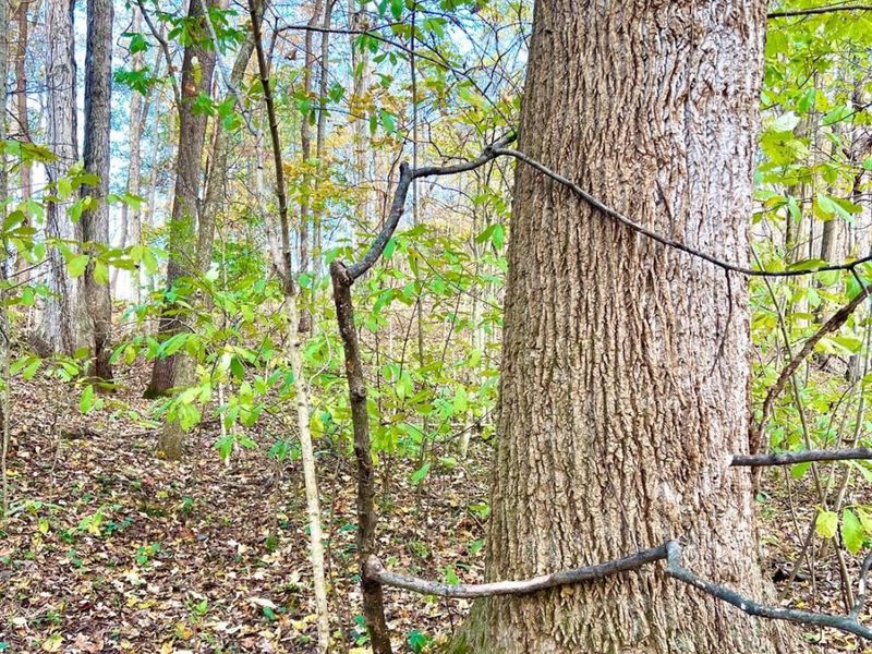 872 Mullen Road, Washington Township, OH 45153 Photo 4