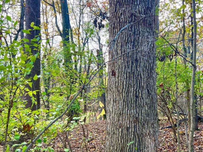 872 Mullen Road, Washington Township, OH 45153 Photo 6