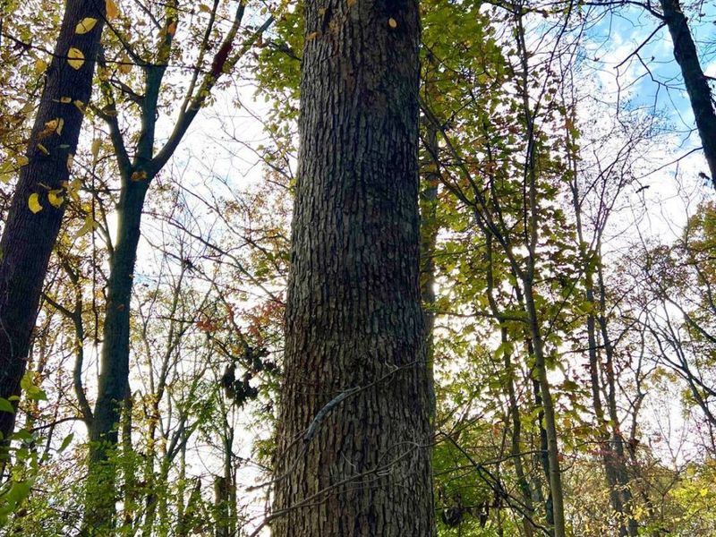 872 Mullen Road, Washington Township, OH 45153 Photo 8