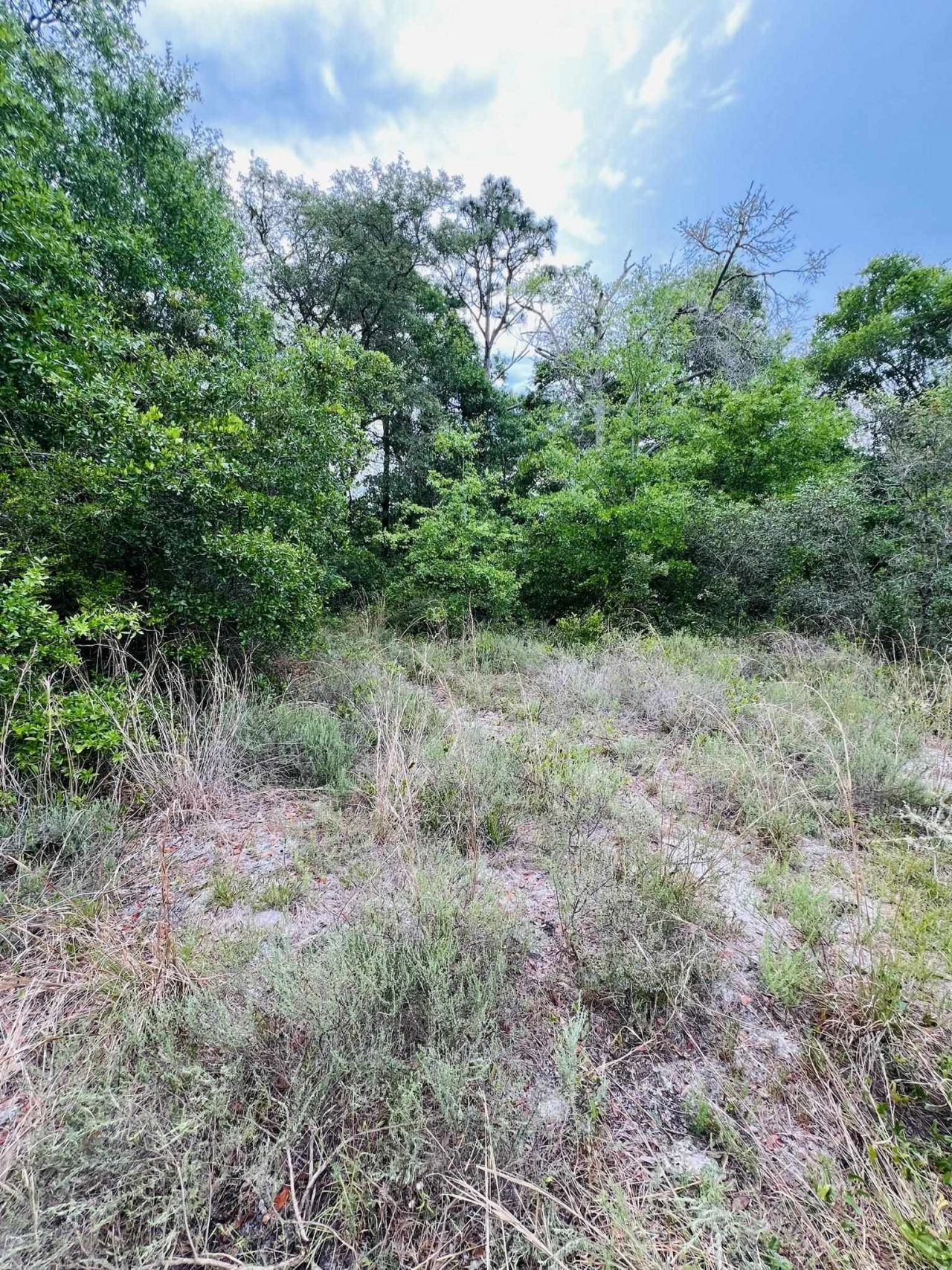 2523 Palmetto Terrace, Lanark Village, FL 32323 Photo