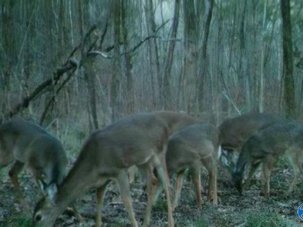 16735 County Road 8, Woodville, AL 35776