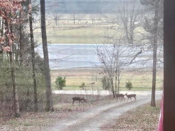 16735 County Road 8, Woodville, AL 35776