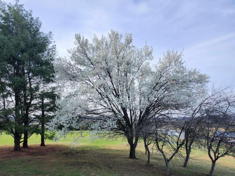 920 Hanna Lane, Londonderry, OH 45647 Photo 11