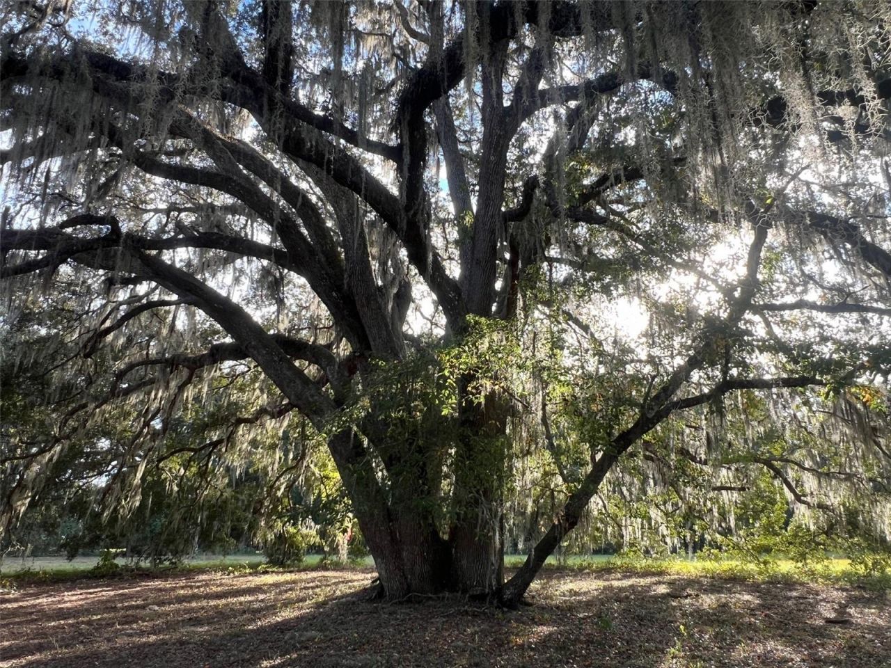 4160 NE 127th Place, Anthony, FL 32617 Photo