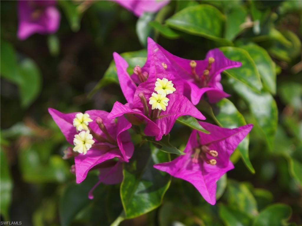 18409 Orangecrest Ct, Lehigh Acres, FL 33936 Photo