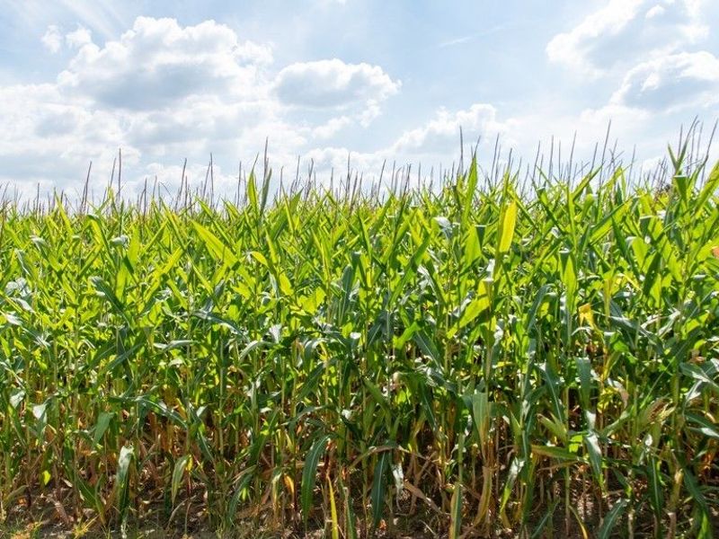 Crystal Lake Avenue NW, Canal Fulton, OH 44614 Photo 2