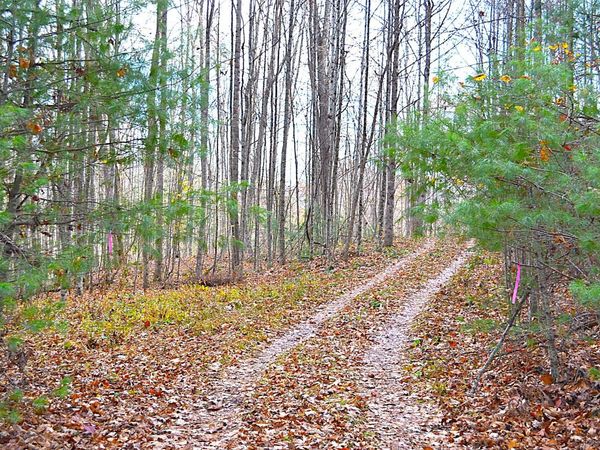 390 Joyful Way, Jumping Branch, WV 25969