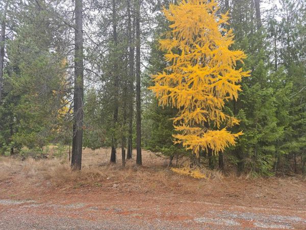 XXX Lot 18 Couples Ct, Chewelah, WA 99109