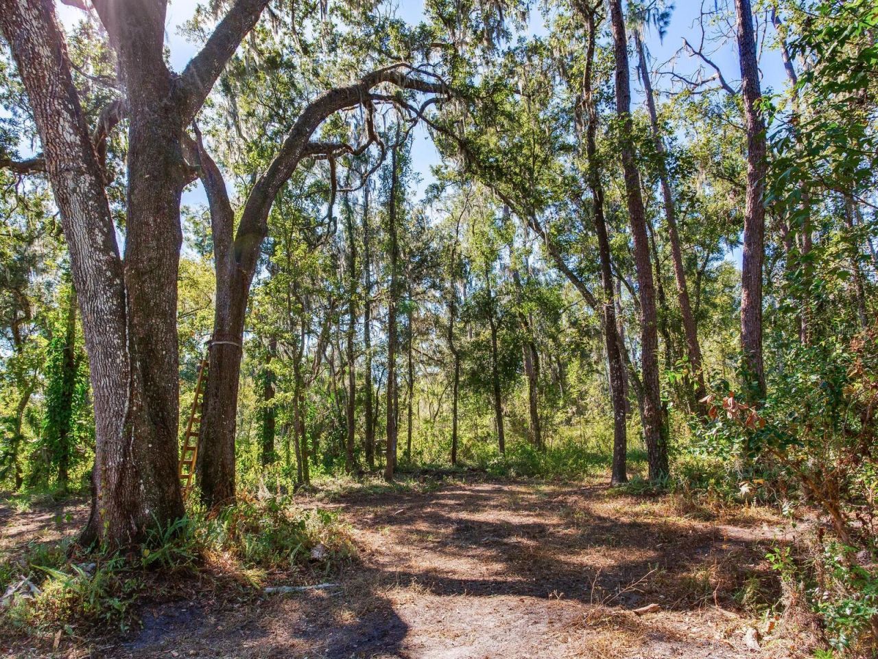 Drawdy Road, Plant City, FL 33567 Photo